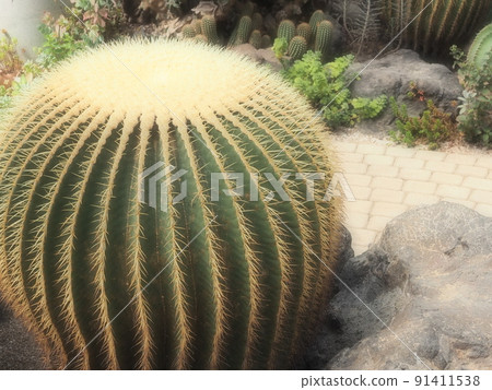 金琥 金琥 91411538