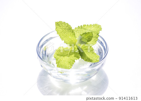 薄荷草本蘋果薄荷藥用植物圖片素材薄荷水 薄荷草本蘋果薄荷藥用植物圖片素材薄荷水 91411613