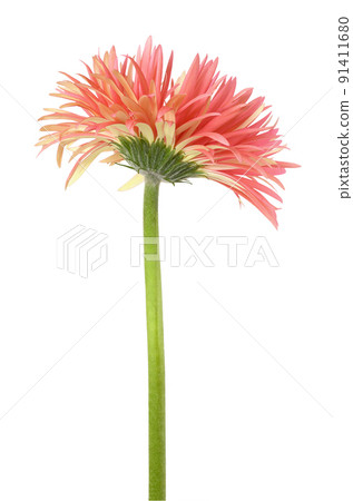 Coral flower of gerbera pink springs isolated on white. Coral flower of gerbera pink springs isolated on white. 91411680