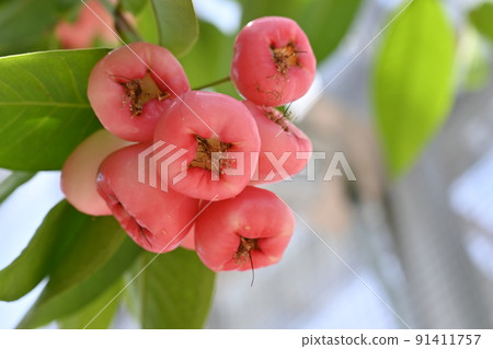 Red fruit of apple (Myrtaceae) 91411757