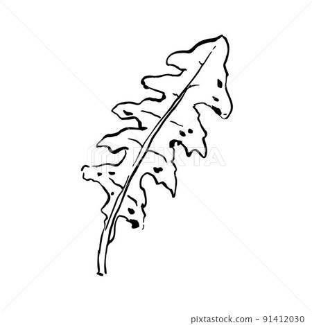 Sketch outline dandelion leaf. Hand drawn herb 91412030