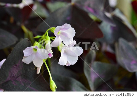 Oxalis triangularis 91412090
