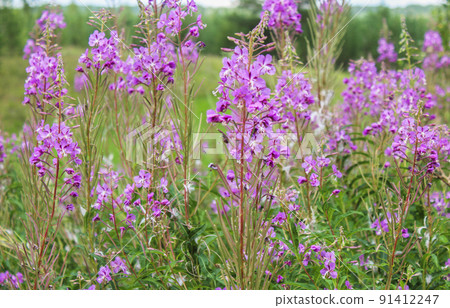 Blooming Ivan tea 91412247
