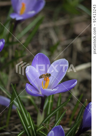 A bee on a purple crocus flower, closeup of purple crocus flower in spring with a bee. Selective focus, blurred background. High quality photo A bee on a purple crocus flower, closeup of purple crocus flower in spring with a bee. Selective focus, blurred background. High quality photo 91413243