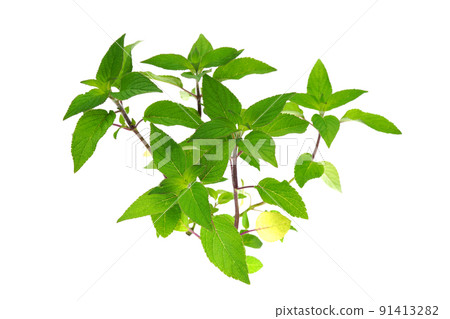 菠蘿鼠尾草 91413282