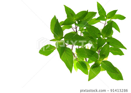 菠蘿鼠尾草 91413286