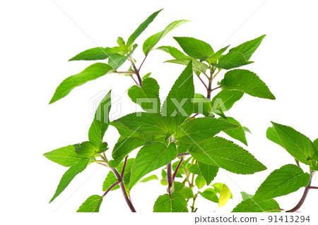 Pineapple sage 91413294