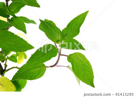 菠蘿鼠尾草 91413295