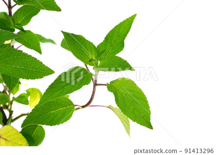 菠蘿鼠尾草 菠蘿鼠尾草 91413296