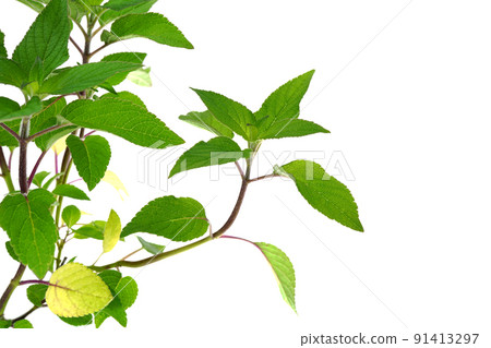 菠蘿鼠尾草 菠蘿鼠尾草 91413297