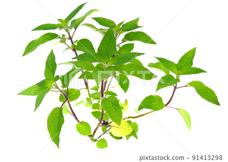 菠蘿鼠尾草 91413298
