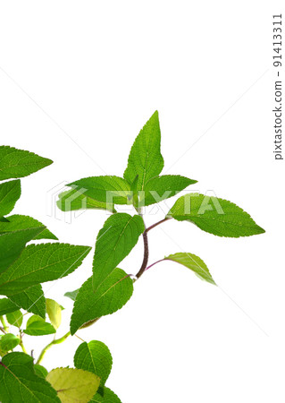 Pineapple sage Pineapple sage 91413311
