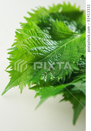 藍色紫蘇 (Aojiso) 91413331