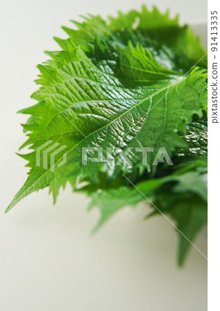 藍色紫蘇 (Aojiso) 91413335