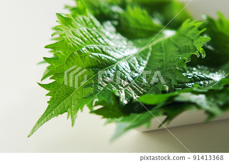 藍色紫蘇 (Aojiso) 藍色紫蘇 (Aojiso) 91413368
