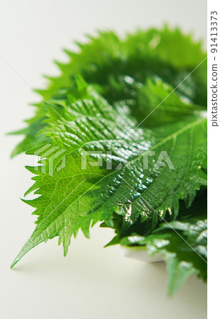 藍色紫蘇 (Aojiso) 藍色紫蘇 (Aojiso) 91413373