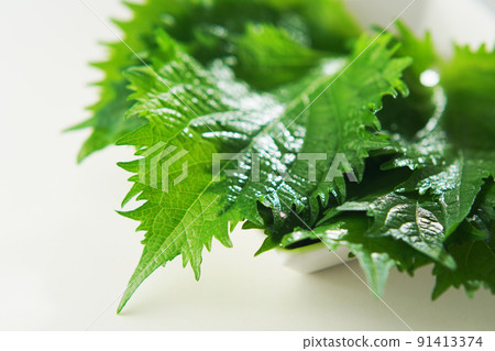 Blue shiso (Aojiso) 91413374