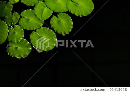 Plant 91413638
