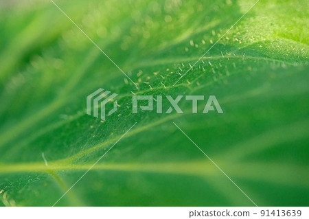葉脈 葉脈 91413639
