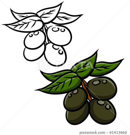 Olive. Green vegetable on branch 91413668