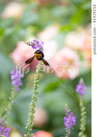 玫瑰 Shukkon Linaria 和 Carpenter Bee 玫瑰 Shukkon Linaria 和 Carpenter Bee 91414158