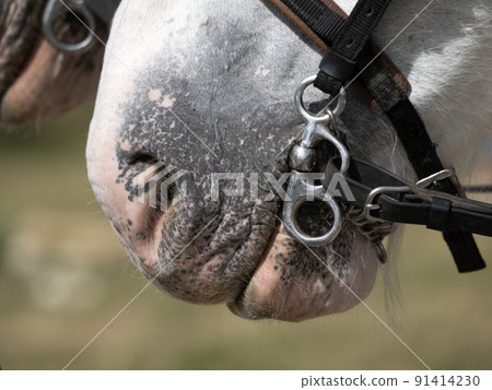 workhorse draft working horse close up detail workhorse draft working horse close up detail 91414230