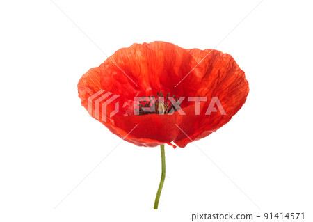 Bright red poppy flower isolated on white background. Bright red poppy flower isolated on white background. 91414571