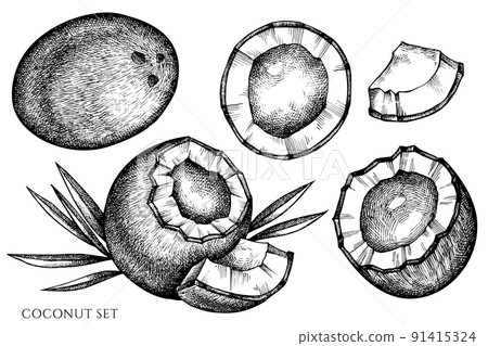 Fruits vintage vector illustrations collection. Black and white coconut. 91415324