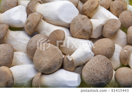 Pleurotus eryngii mushrooms closeup. 91415443