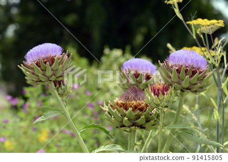 Artichoke Imperial Star Artichoke Imperial Star 91415805