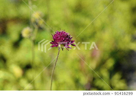 Macedonian scabious 91416299