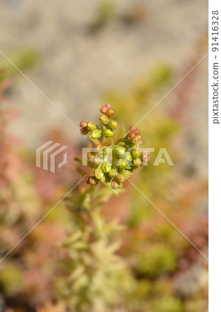 Rock stonecrop Angelina Rock stonecrop Angelina 91416328