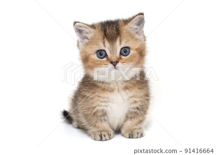 Portrait of a Scottish striped kitten Portrait of a Scottish striped kitten 91416664