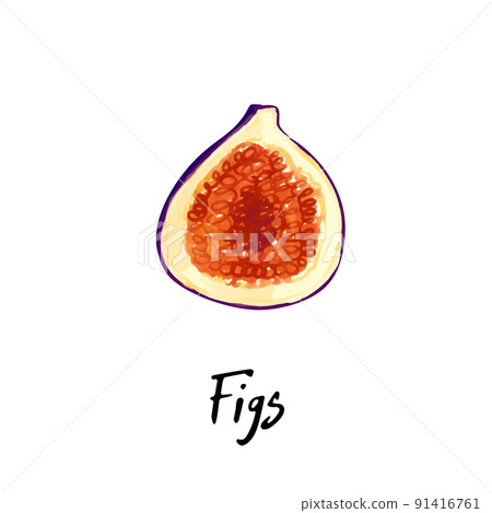 Illustration of a figs isolated on a white Illustration of a figs isolated on a white 91416761