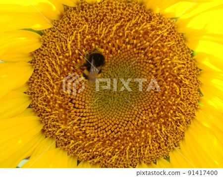 Honey Bee pollinating sunflower. Bee produces honey on a flower. Close-up shot of bee collect nectar on sunflower 91417400