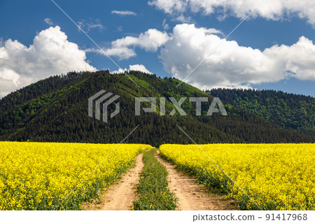 Spring landscape with a path through a field of oilseed rape. 91417968