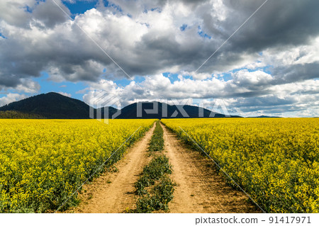 Spring landscape with a path through a field of oilseed rape. 91417971
