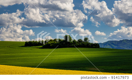 Spring landscape with fields of oilseed rape. 91417973
