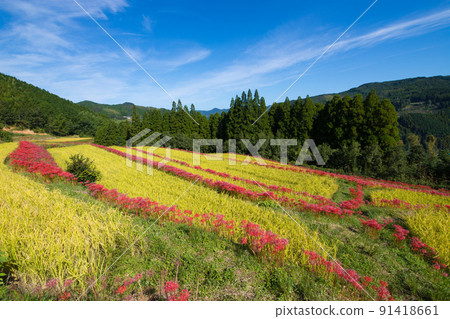 Cluster amaryllis of Yoshibi rice terraces (Yame City, Fukuoka Prefecture) 91418661