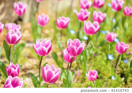 鬱金香花 91418743
