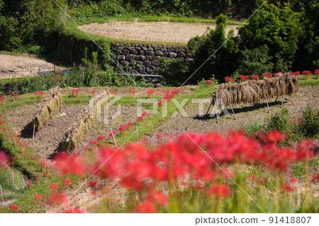 Cluster amaryllis of Tsuzura Rice Terrace (Ukiha City, Fukuoka Prefecture) 91418807