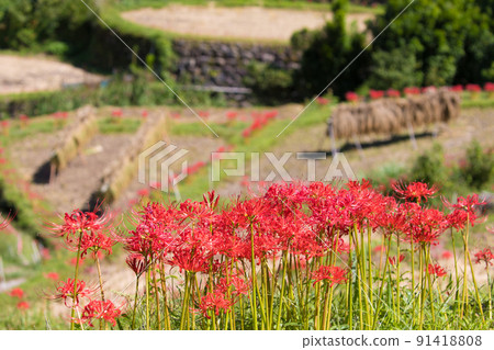 Cluster amaryllis of Tsuzura Rice Terrace (Ukiha City, Fukuoka Prefecture) 91418808