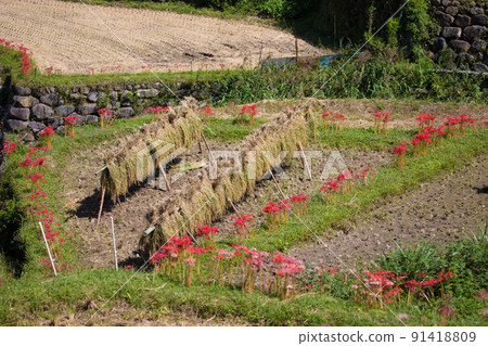 Cluster amaryllis of Tsuzura Rice Terrace (Ukiha City, Fukuoka Prefecture) 91418809