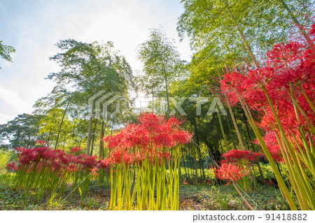 Cluster amaryllis and bamboo (Notsuharu, Oita City, Oita Prefecture) 91418882