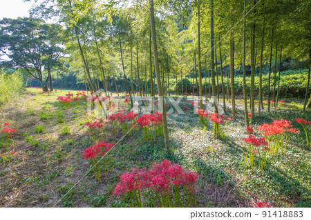 Cluster amaryllis and bamboo (Notsuharu, Oita City, Oita Prefecture) 91418883
