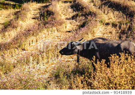 Ban Pa Pong Piang Rice terraces or Baan Pa Pong Pieng in Doi Inthanon national park, Chiang Mai 91418939