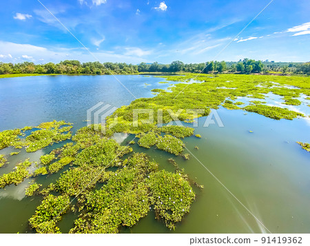 Nong Yai Pond and Wooden Bridge in Chumphon, Thailand 91419362