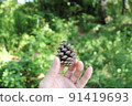 Pinecone 91419693