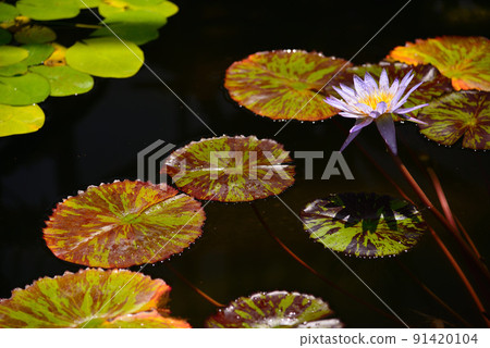 夏天裝飾水面的睡蓮花 夏天裝飾水面的睡蓮花 91420104
