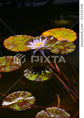 Water lily flowers that decorate the surface of the water in summer Water lily flowers that decorate the surface of the water in summer 91420106